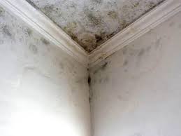 Best Attic Mold Removal in USA