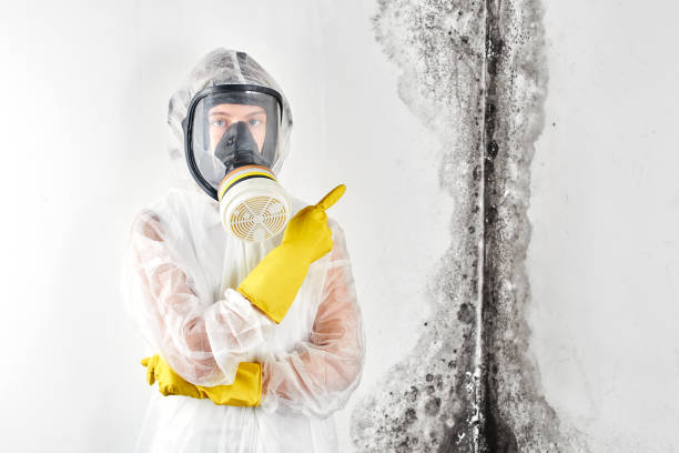 Best Mold Odor Removal Services in USA