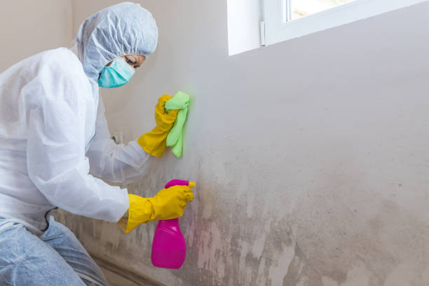 Best Basement Mold Removal in USA